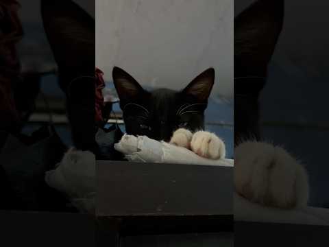 ~Gyra Hastar Lauti #cat