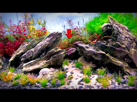 クリベンシス水族館に非常識な魚を追加!見事な！！ | MD水槽