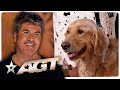 Top Dogs Adorable Dog Auditions From America S Got Talent