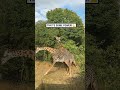 Two giraffes fighting for territory! 😮🦒  -  🎥 BVIRAL / florencecastille