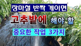 [텃밭농부 1,579]  고추농사. 장마철에 하루라도 반짝하면  중요한 3가지 작업 해 주세요. #고추재배