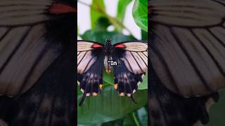 Download lagu The Deadly Butterfly: Africa's Poisonous Assassin: #PoisonousInsect #DeadlyButterfly mp3 Download lagu The Deadly Butterfly: Africa's Poisonous Assassin: #PoisonousInsect #DeadlyButterfly mp3