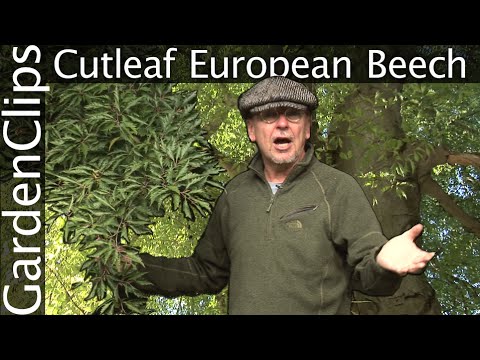 European Cutleaf Beech - Fagus sylvatica - Fagus sylvatica 'Asplenifolia'