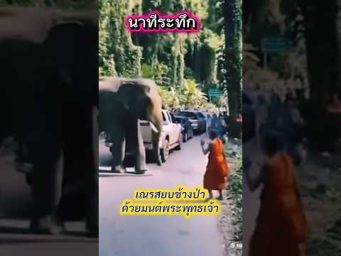 #เทรนด์วันนี้ #สามเณร #ช้างป่า #ระทึกขวัญ