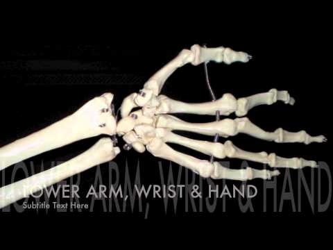 Major Bones of the Body