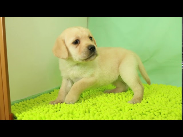 ブリーダー/ショップマロニエケンネル　MARRONNIER KENNELのラブラドール・レトリーバーで番号が2808です