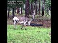 DONKEY VS GATOR