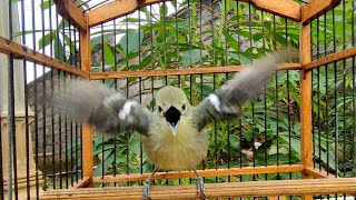 Download lagu SIRTU GACOR FULL EMOSI BIKIN EMOSI SEMUA LAWAN! mp3