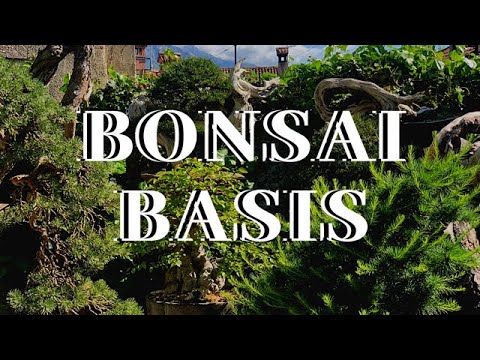 BONSAI BASIS