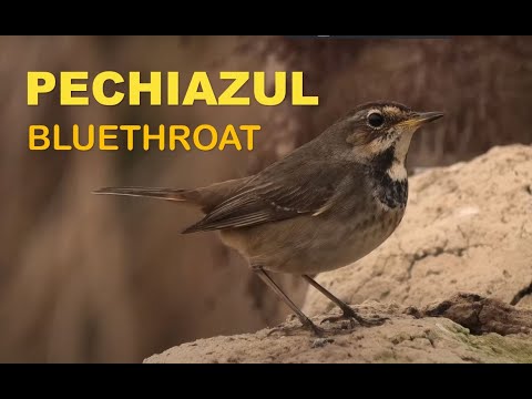 Pechiazul ( Luscinia svecica ) Bluethroat