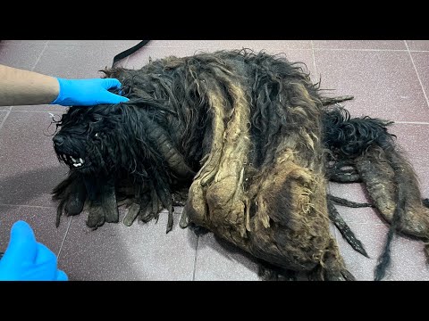 I Thought This Was a Pile of Trash… Until It Started Breathing