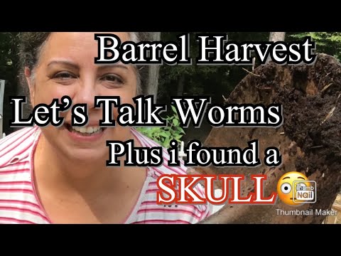 My outdoor Worm barrel Harvest .monster worm makes an appearance #wormcomposting