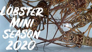 Lobster Mini Season 2020 || Night time Lobstering || BULLY NETTING in the Florida Keys + Miami