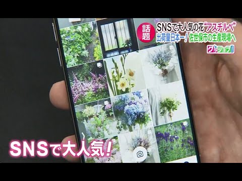 アスチルベ、素晴らしいスパー 植物