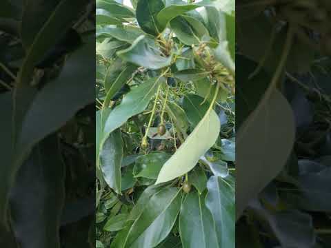 Growing avocados, Bacon, Zutano and Hass baby avocados after spraying with honey.   Bee attracting