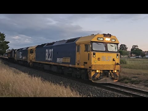 7733V PN empty wheat grain (BL27, BL33, XR559), Geelong to Murtoa, 2003, 23/10/24, Stawell VIC