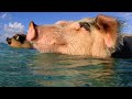 These Swimming Pigs Live A Cushy Lifestyle In The Bahamas