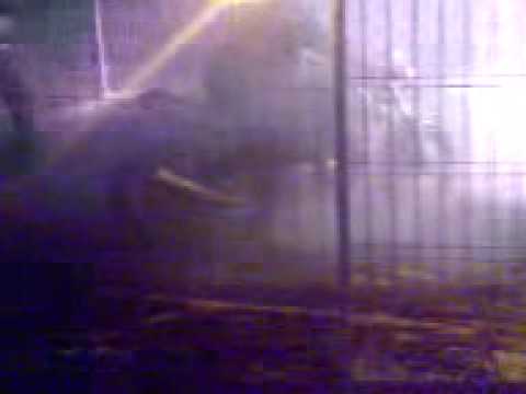 street fighter treffen in angermünde