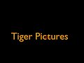 Tiger Pictures Baby TV Get For Destroyed 20th Century Fox