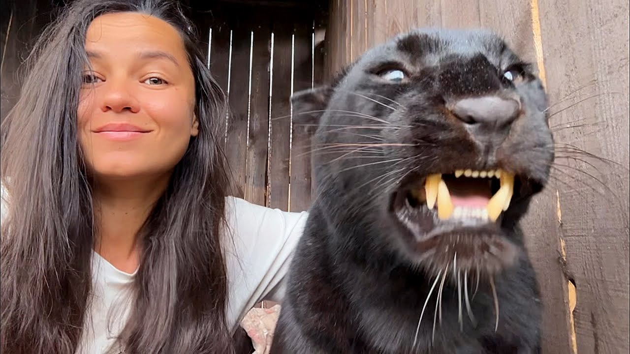 How Luna the panther's character has changed 😈( ENG SUB)