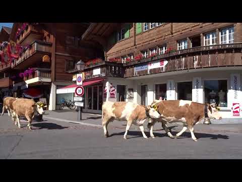 Adelboden Alpabzug 01.09.19 Adelboden Dorf