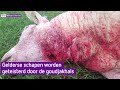 Schapenhouders zuchten: eerst de wolf, nu ook de goudjakhals