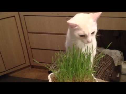 Catnip grass is a hit
