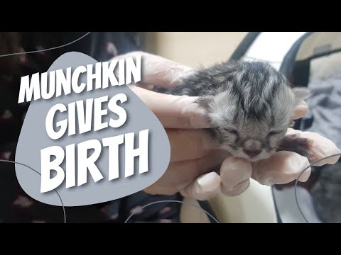 Munchkin Cat Giving Birth for the First Time