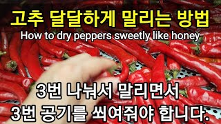고추가 꿀향기 동띠기 나게 건조하는 방법 How to dry peppers sweetly like honey
