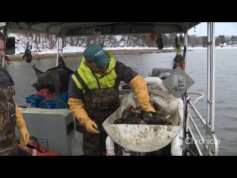 NH Chronicle: Harvesting Oysters in the Winter