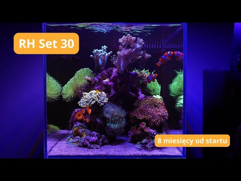ReefHouse Set 30 po 8-miu miesiącach🌊 Akwarium morskie dla początkujących #7