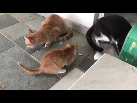 Sweet kitty meaow #2