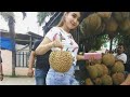 Panen Durian Amoy Singkawang