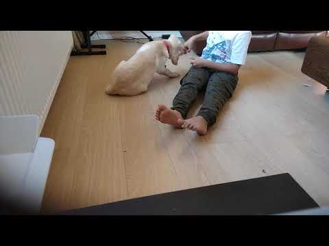 How to teach your dog to lie down!