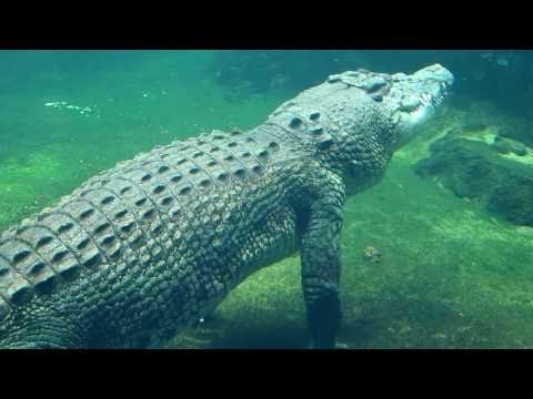 Crocodile Rex at Sydney Aquarium