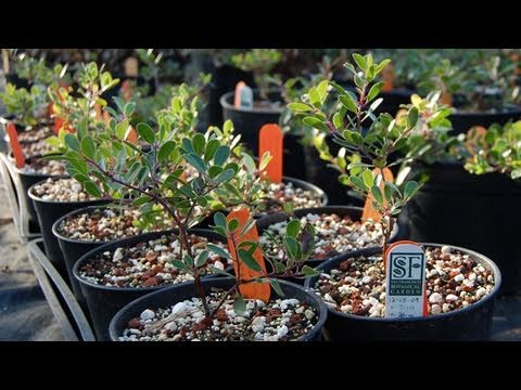 Restoring San Francisco's Lost Manzanita: Science on the SPOT