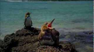Galapagos with David Attenborough (2013) Video