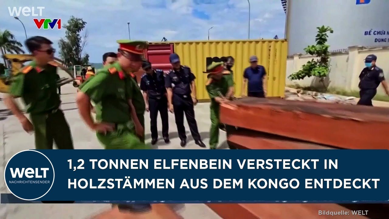 ELFENBEIN-SCHMUGGEL: Vietnam entdeckt 1,2 Tonnen Stoßzähne versteckt in Holzstämmen aus Kongo