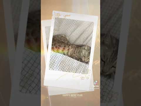 俊俊貓2022，11月｜Junjun Cat 2022, November #喵有事