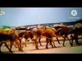 The Amazing World Donkey