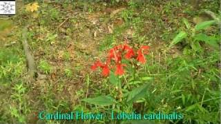 preview picture of video 'Cardinal Flower'