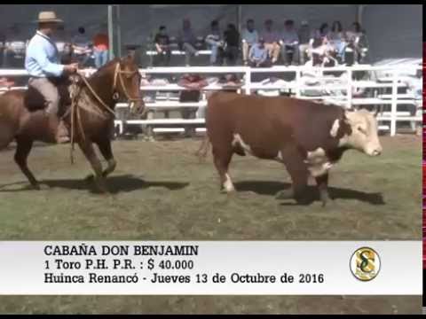 13-10-16 Venta Toros P.C. y P.R. - Cabaña Don Benjamin - Huinca Renanco