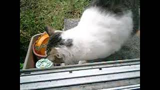 01） 08 10 23 私自身のエサ、カツオ＆アジを食う ’ジョン・ケイ’。