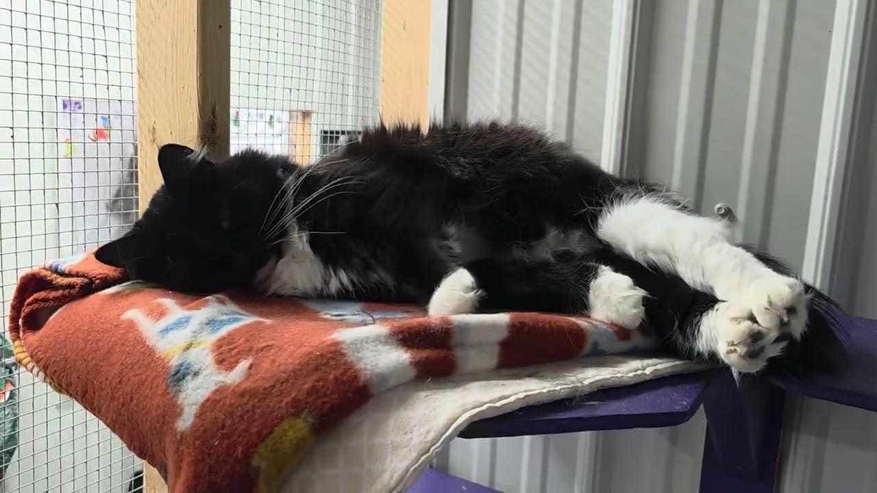 Enlarge Rocky, a Adoptable Domestic Long Hair in Blairsville, GA video 6/6