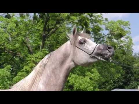 FUERTE, Arabian stallion, Bialka 2016 show