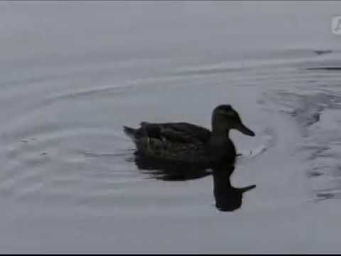 Terrorin uhrit Turku 2017