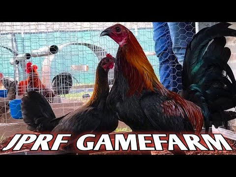 Sweater Brownred - JPRF FARM, Texas