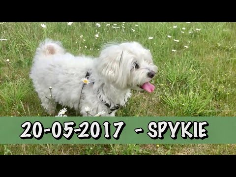20-05-2017  - Spykie - Maltezer - Zeesluizen Terneuzen (2)