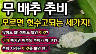 무 배추 추비 모르면 헛수고되는 세가지 - 빈틈없는 추비가 통 큰 배추의 첫걸음
