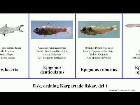 Fisk, ordning Karpartade fiskar, del 1 bengädda eptatretus havsängel fish australis africana hajar